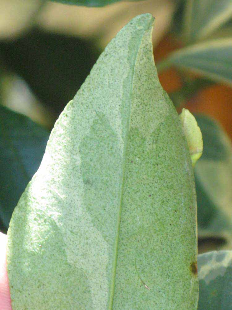              Margin (Winter Haven, FL)       